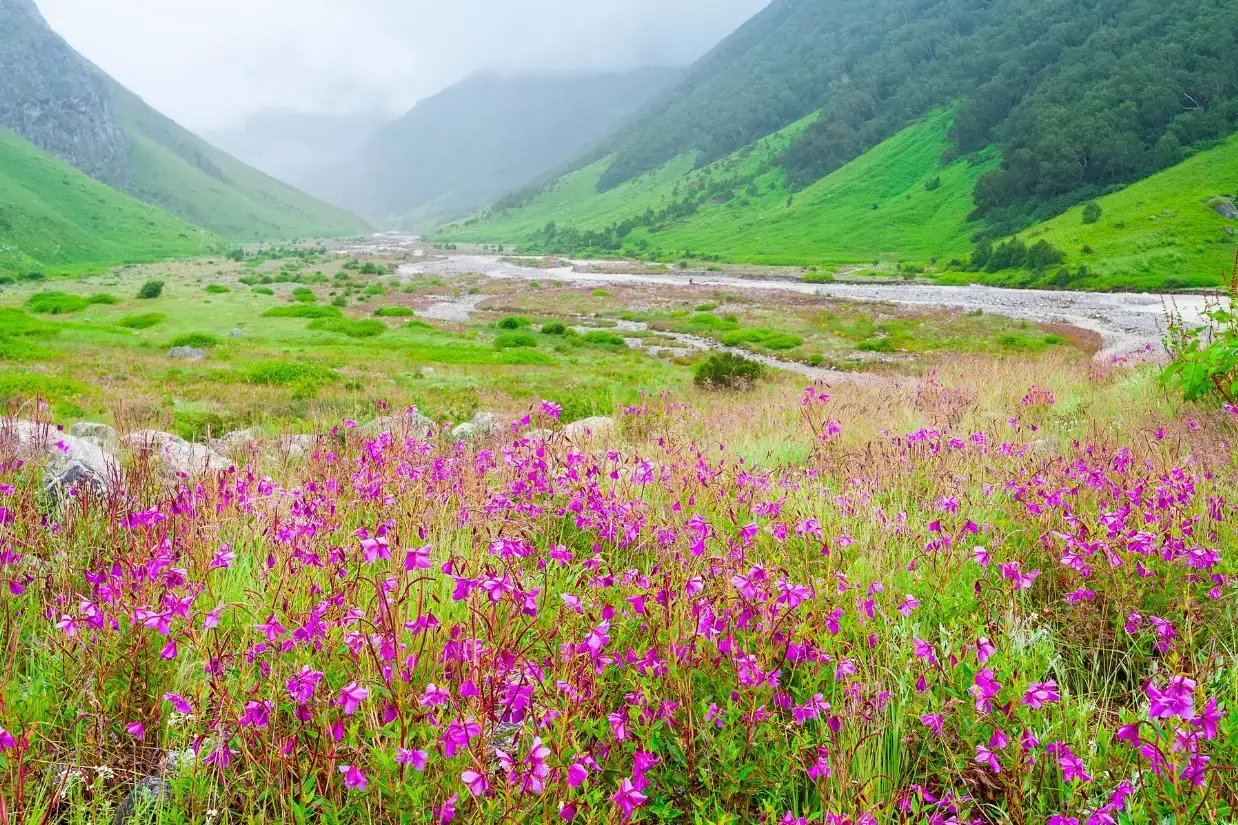 Valley of Flowers Trek