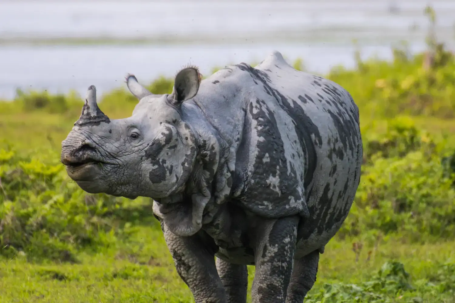 Kaziranga National Park Wildlife Safari