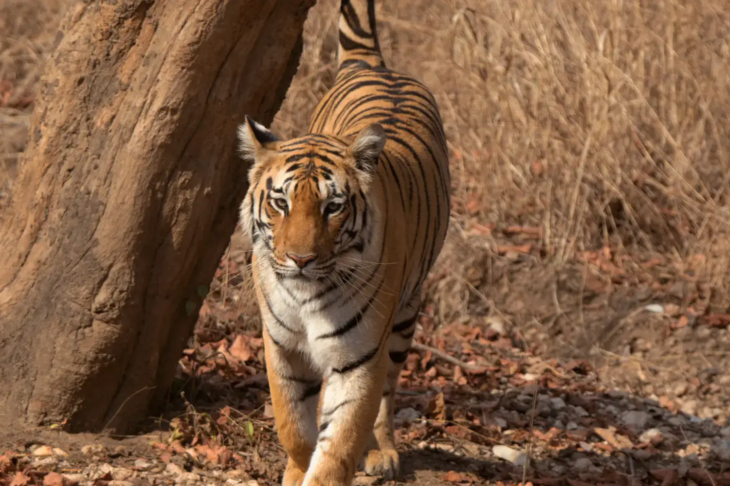 Pench National Park Wildlife Safari