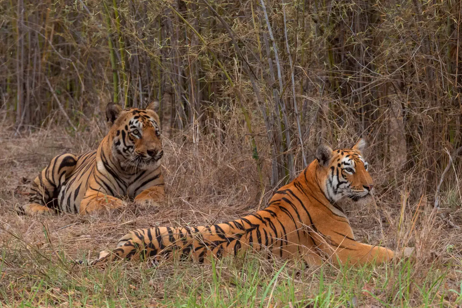 Tadoba National Park Wildlife Safari